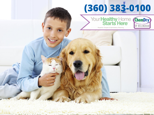 chemdry of bellingham, your healthy home starts here graphic with a boy and a cat and a dog in Bellingham WA